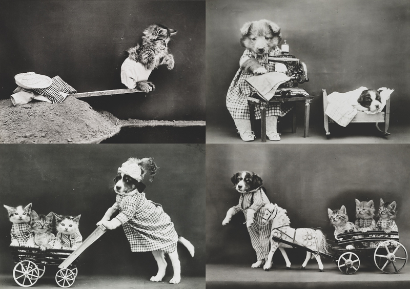 Illustration for article titled Vintage Photos Reveal Century-Long Obession with Dressing Up Pets